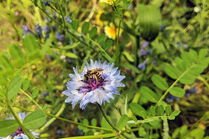 Biene auf hellvioletter Kornblume